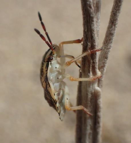Carpocoris mediterraneus atlanticus
